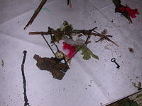 Img0062.jpg